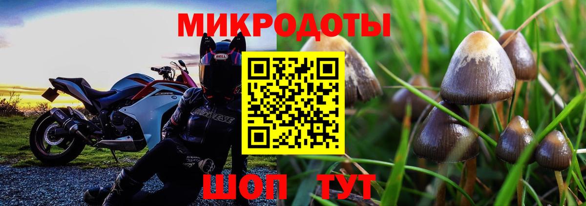 Псилоцибиновые грибы Psilocybe Москва